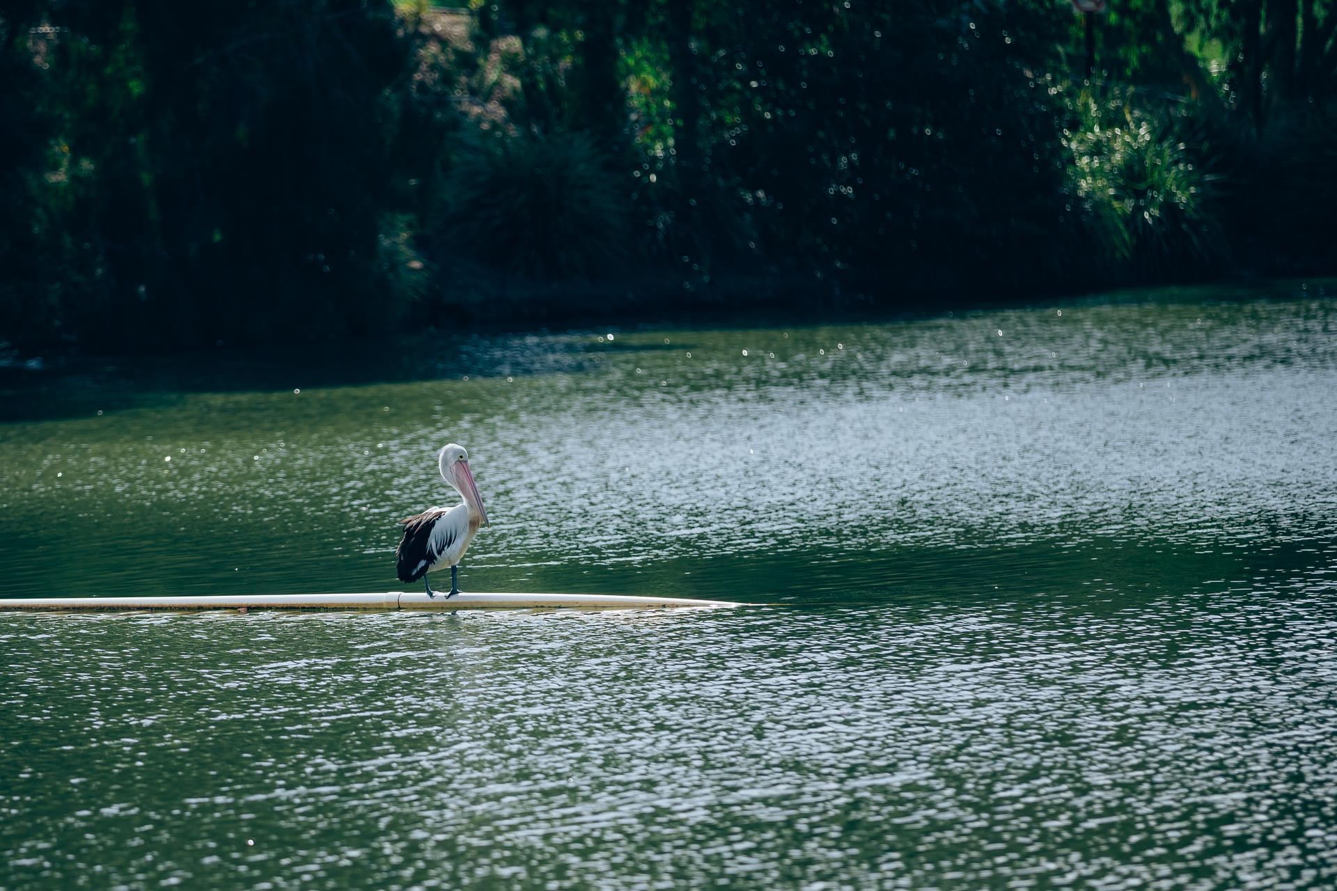 A pelican stands on a log in a serene lake at UQ Lakes, surrounded by lush greenery.
