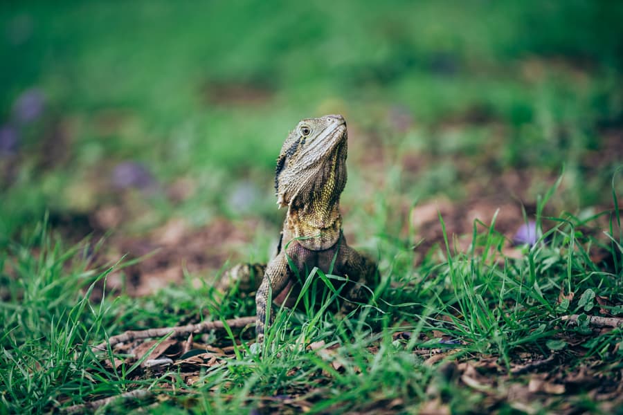 A lizard stands alert on the grass at UQ Lakes, surrounded by a natural setting.