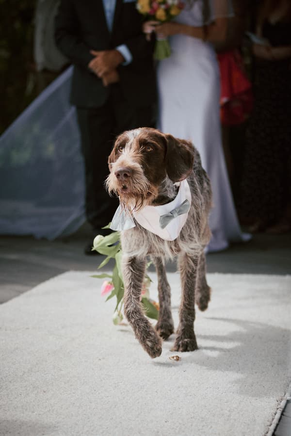 A dog wearing a white bandana with a gray bow tie walks down a carpeted aisle at Eatons Hill Hotel — Lakeside, with the bride and groom standing blurred in the background.