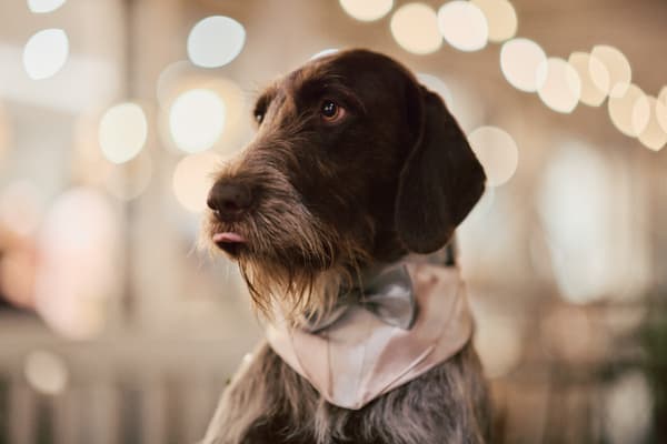 A dog wearing a white bow tie and collar at the reception stage of White Horse Ranch.