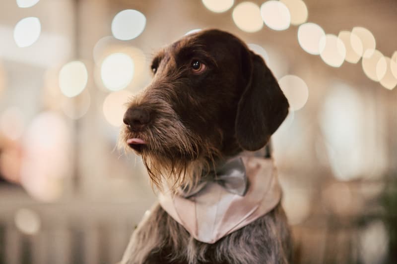 A dog wearing a white bow tie and collar at the reception stage of White Horse Ranch.