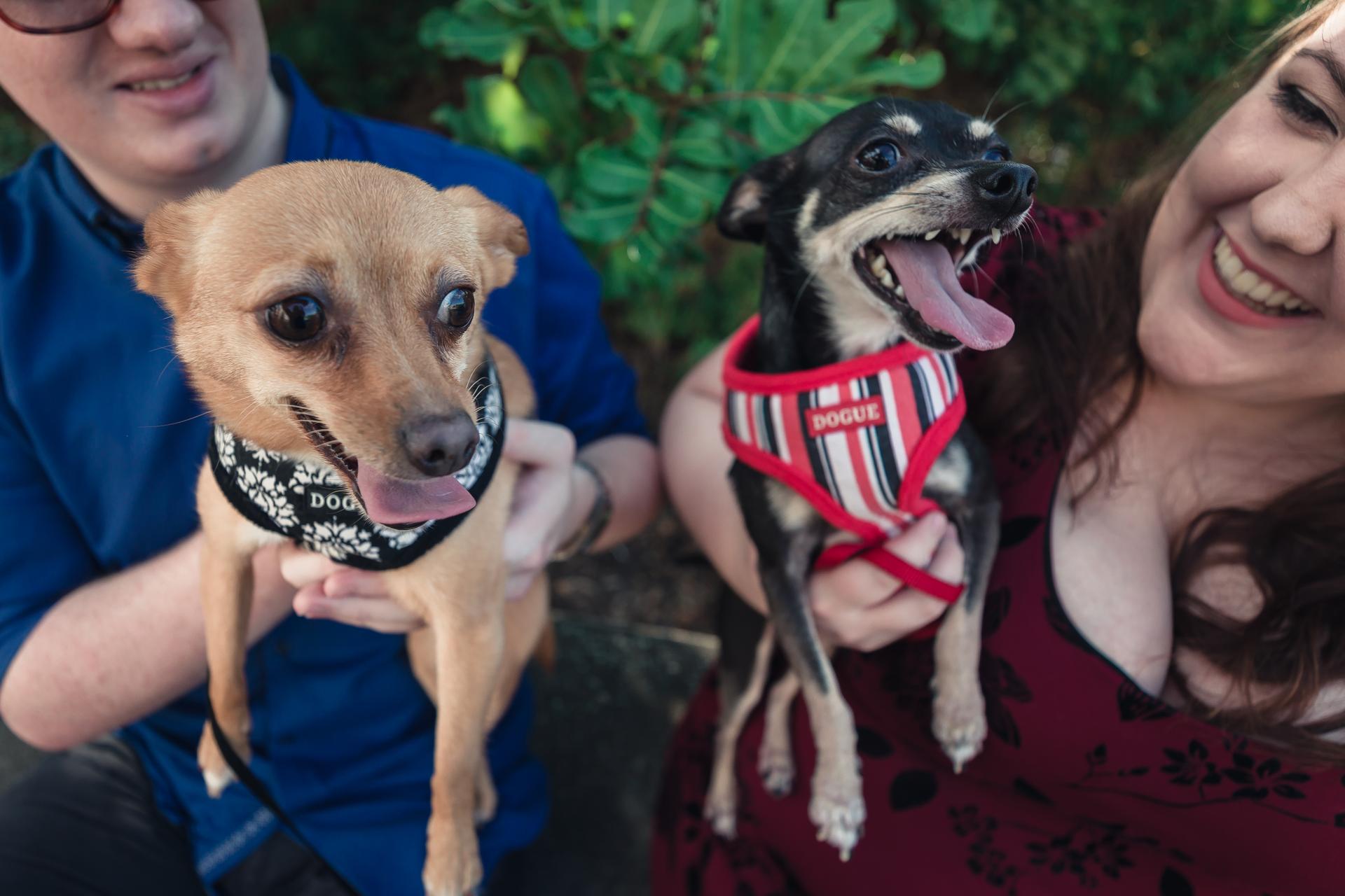 Close-up of the couple holding their two small dogs, both dogs looking happy with tongues out.