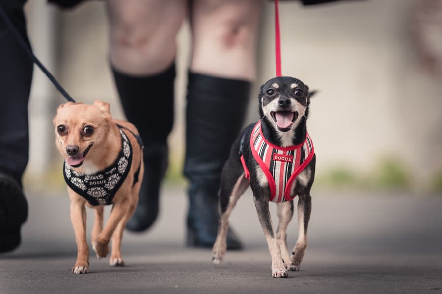 Two small dogs on leashes walking side by side on a paved path, both looking cheerful.
