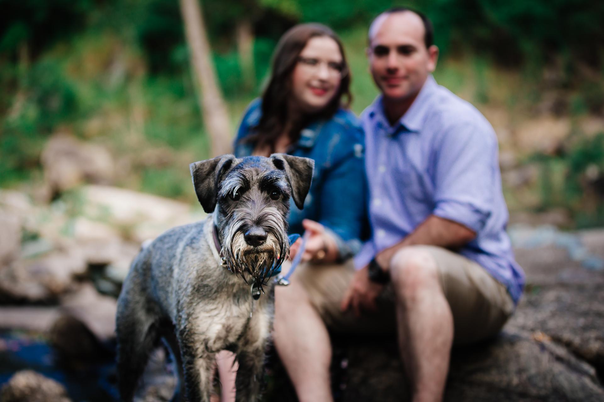 Close-up of a dog with the couple blurred in the background, sitting on rocks at Merv Ewart Reserve.