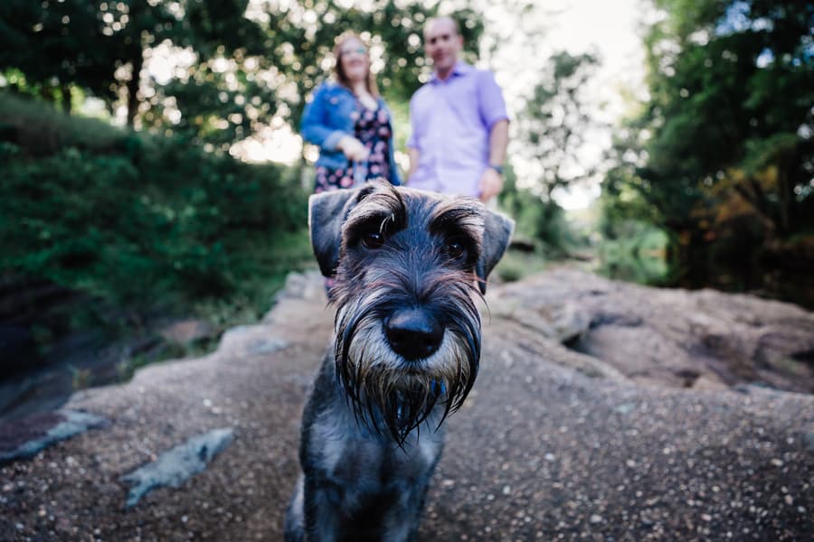 Close-up of a dog with the couple blurred in the background, standing on a rocky path at Merv Ewart Reserve.