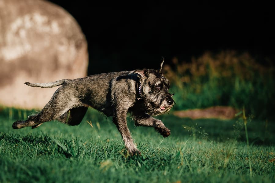 A dog runs energetically across the grass, with a blurred background at Merv Ewart Reserve.