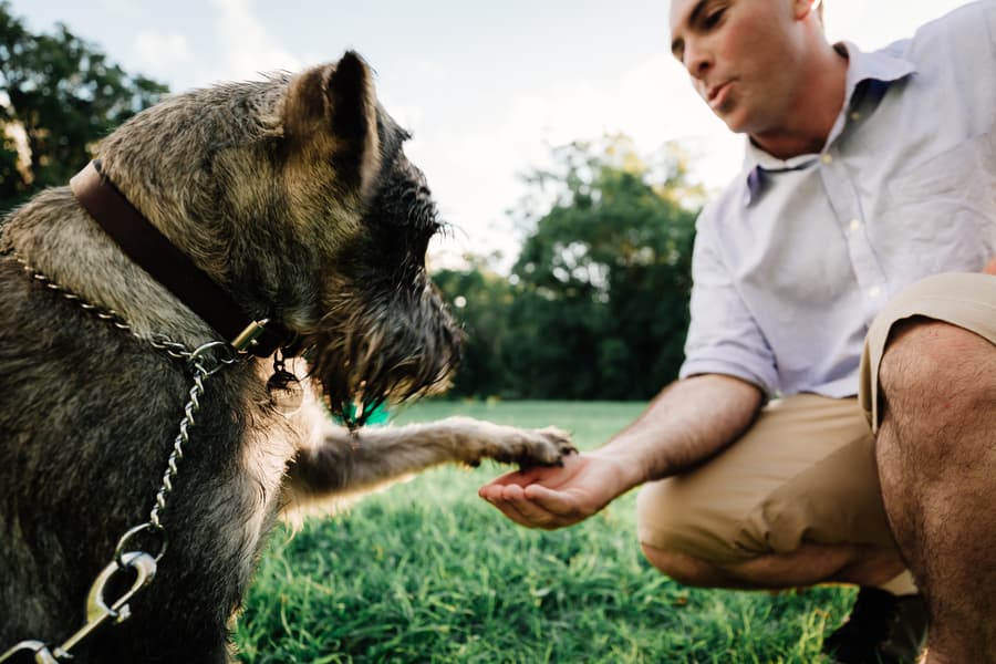A person kneels on the grass, shaking hands with a dog in a park.