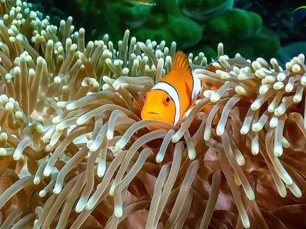 Go Dive Lanta photo 4