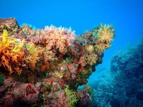 Go Dive Lanta photo 3
