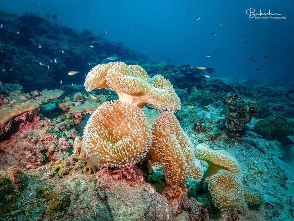Go Dive Lanta photo 2