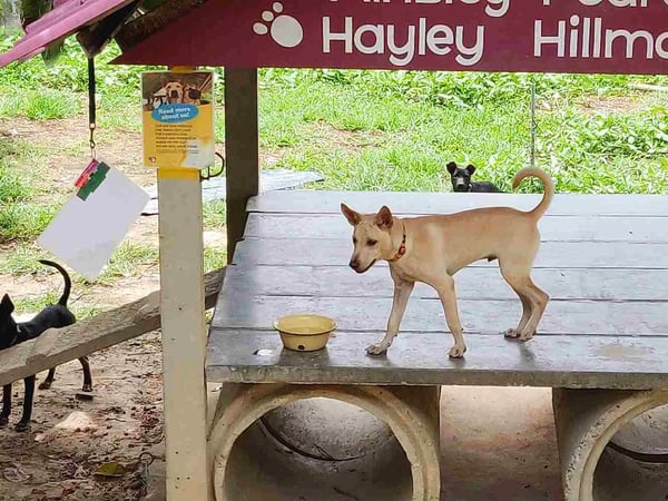 Lanta Animal Welfare photo 2