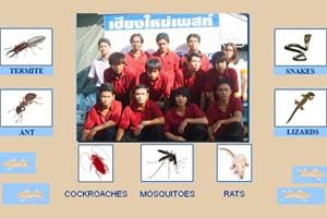 Chiangmai Pest Phuket