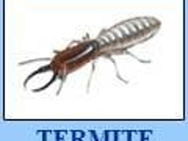 Chiangmai Pest Phuket photo 26