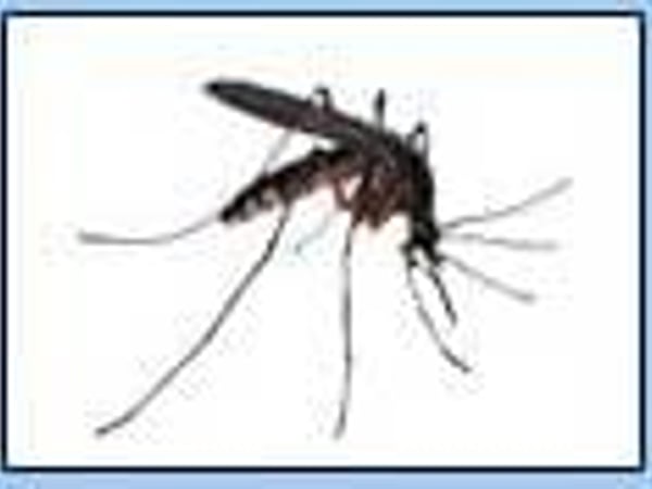 Chiangmai Pest Phuket photo 27