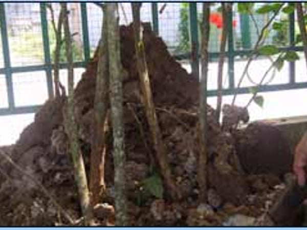 Chiangmai Pest Phuket photo 5