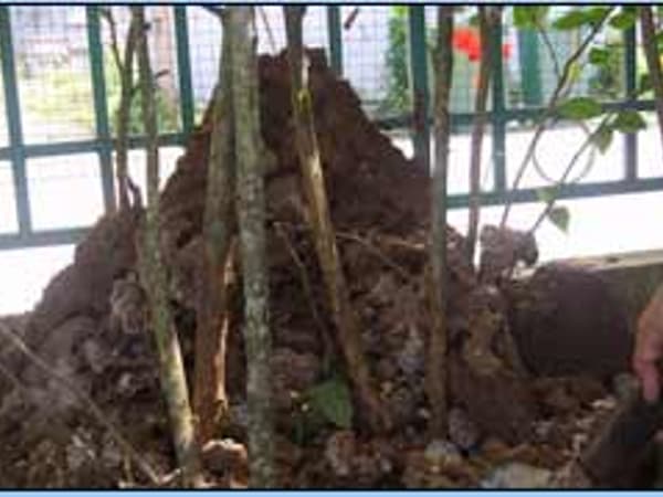 Chiangmai Pest Phuket photo 14