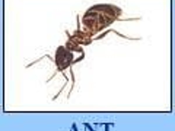 Chiangmai Pest Phuket photo 24