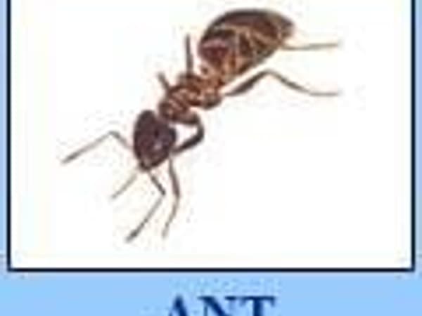 Chiangmai Pest Phuket photo 24