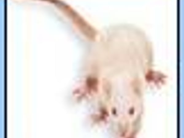 Chiangmai Pest Phuket photo 21