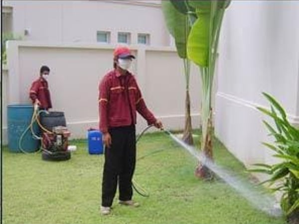 Chiangmai Pest Phuket photo 20