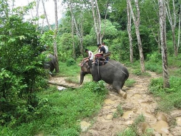 Nosey Parkers Elephant Camp Krabi photo 6