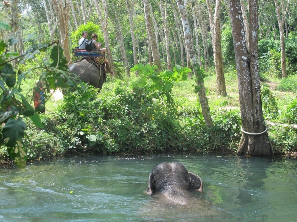 Nosey Parkers Elephant Camp Krabi
