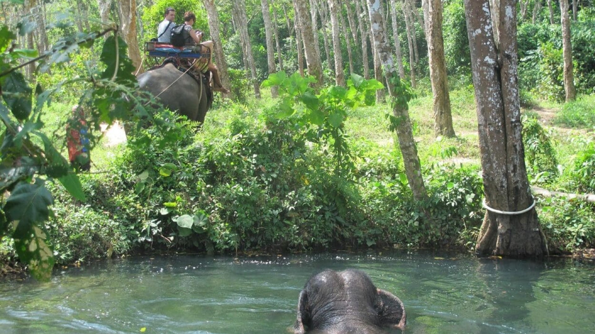 Nosey Parkers Elephant Camp Krabi