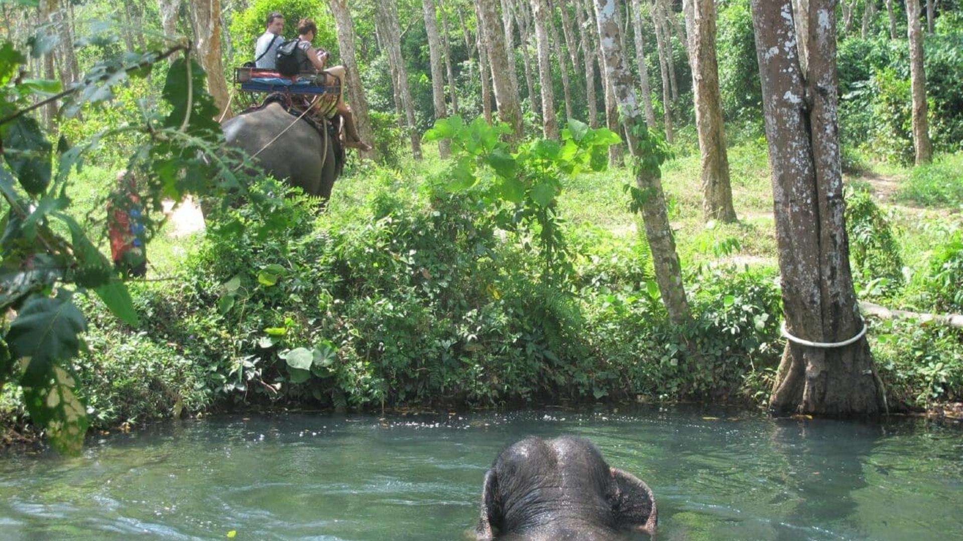 Nosey Parkers Elephant Camp Krabi