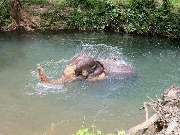 Nosey Parkers Elephant Camp Krabi photo 5