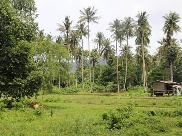 Nosey Parkers Elephant Camp Krabi photo 3
