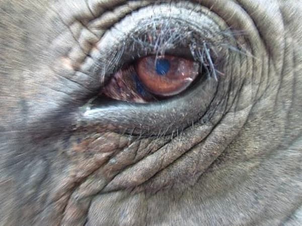 Nosey Parkers Elephant Camp Krabi photo 7
