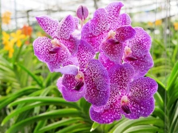 Phuket Orchid Farm Rawaii photo 4