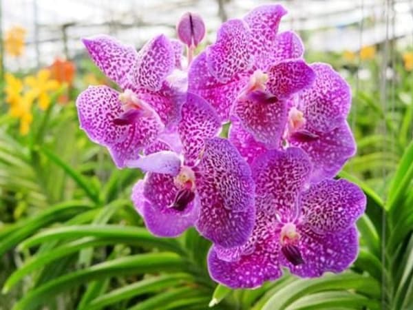Phuket Orchid Farm Rawaii photo 4