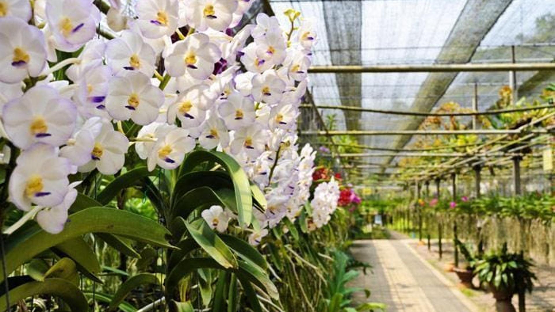 Phuket Orchid Farm Rawaii