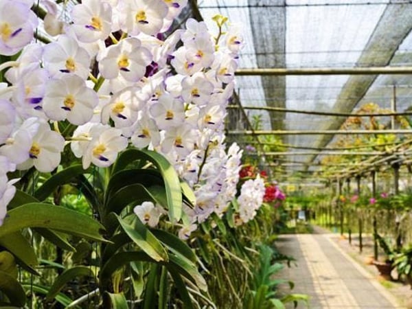 Phuket Orchid Farm Rawaii photo 1
