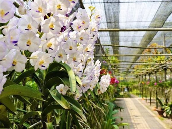 Phuket Orchid Farm Rawaii