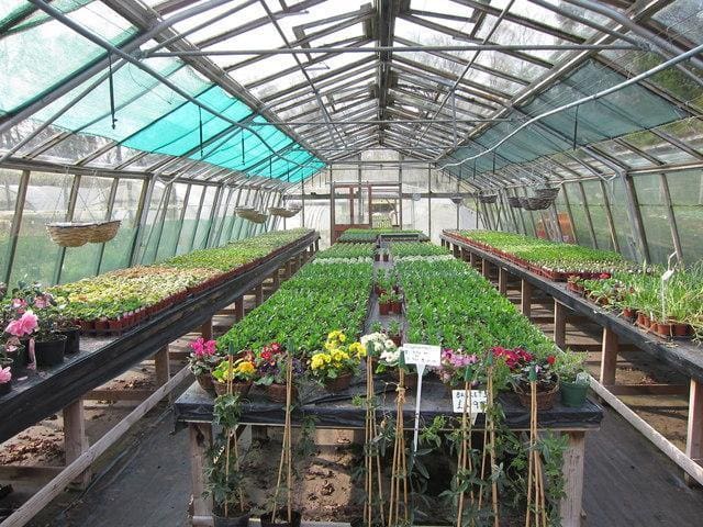 Ed´s Nursery Rawaii Phuket