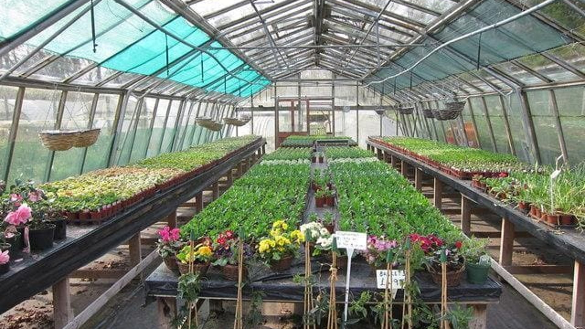 Ed´s Nursery Rawaii Phuket