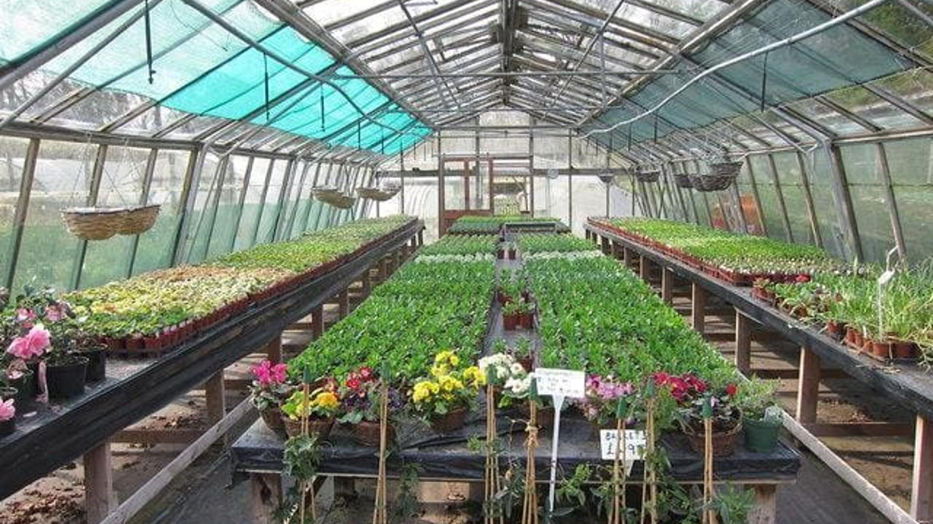 Ed´s Nursery Rawaii Phuket