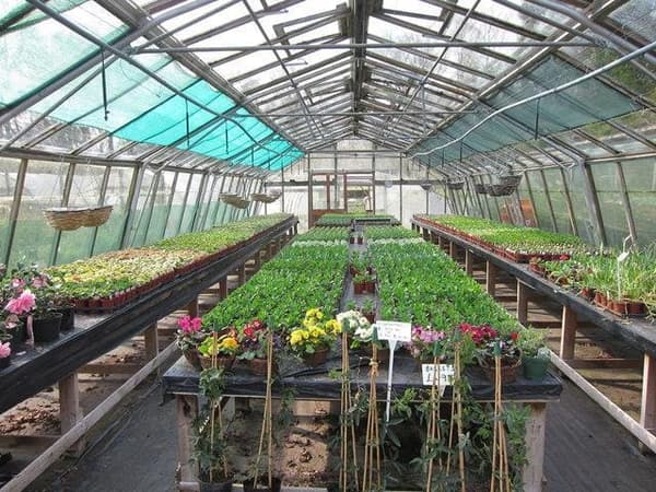 Ed´s Nursery Rawaii Phuket