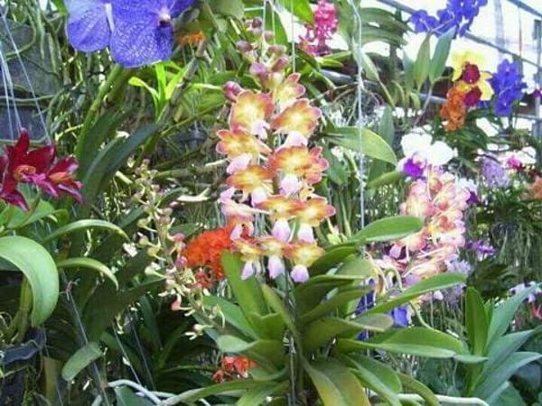 Phuket Orchid Farm Rawaii photo 3