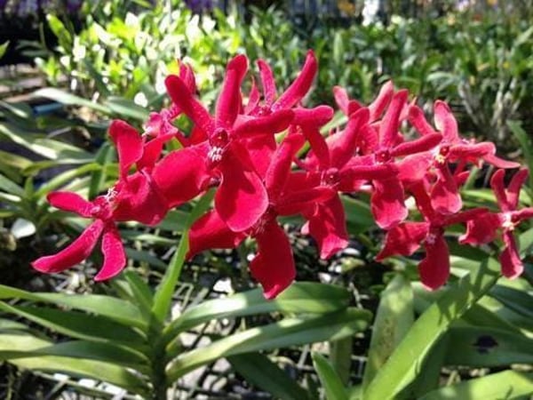 Phuket Orchid Farm Rawaii photo 2