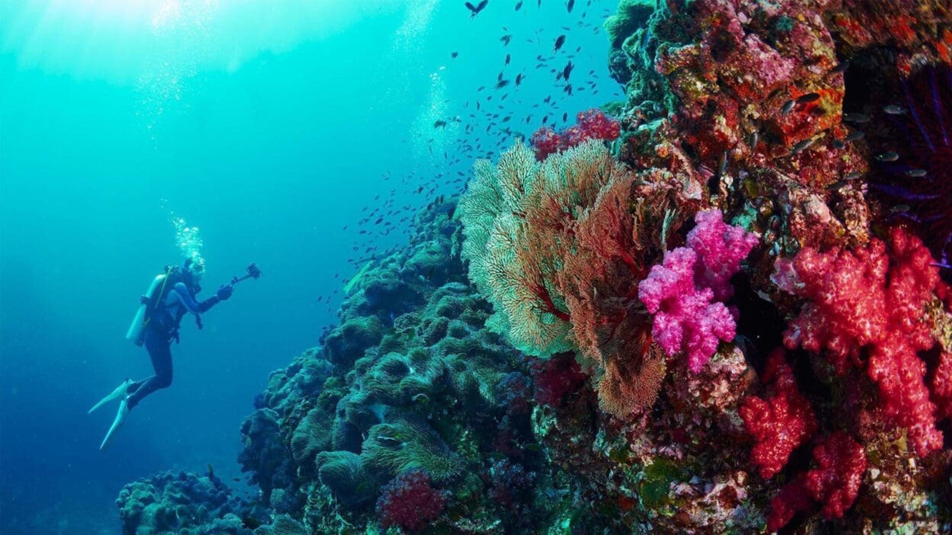 Phuket Scuba Club