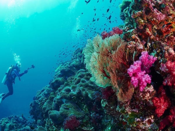 Phuket Scuba Club photo 1