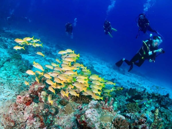 Sea bees diving Phuket photo 3