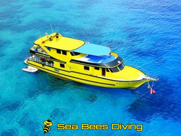 Sea bees diving Phuket photo 4