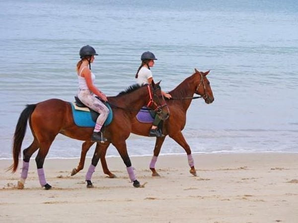 Phuket International Horse Club photo 5