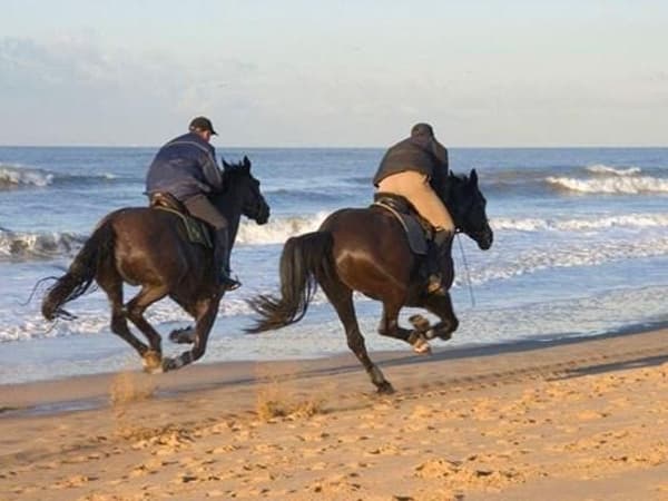 Phuket International Horse Club photo 2