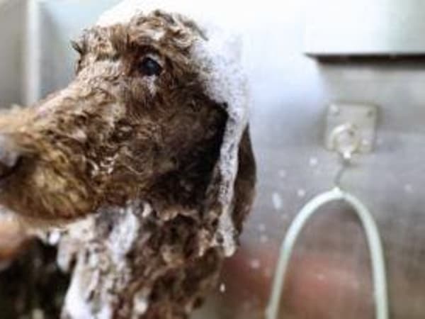 Smilepet grooming & restaurant photo 5
