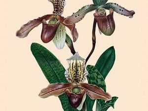 Orchid: Cypripedium Hybrides - Art Print